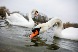 Unbekannte köpfen Schwan an See in Bremen