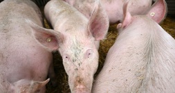 Pflicht zur Kennzeichung der Haltungsform bei Schweinefleisch kommt später