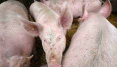 Pflicht zur Kennzeichung der Haltungsform bei Schweinefleisch kommt später