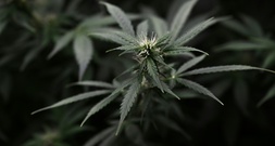 Sachsen-Anhalt: Polizei findet Cannabisplantage in früherem Supermarkt