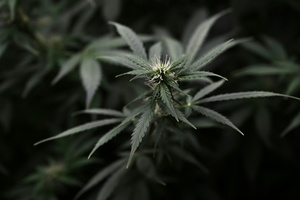 Sachsen-Anhalt: Polizei findet Cannabisplantage in früherem Supermarkt