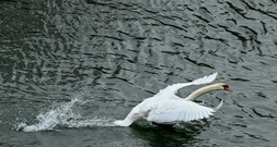 Schreiender Schwan sorgt für nächtlichen Polizeieinsatz in Mecklenburg-Vorpommern
