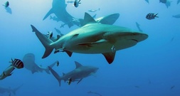 Dritter Hai-Angriff nahe Sydney binnen zwei Tagen