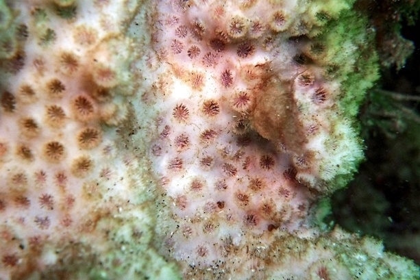 Bild vergr&ouml;&szlig;ern: Groß wie eine Honigmelone: Zoll in Köln findet geschützte Koralle in Gepäck