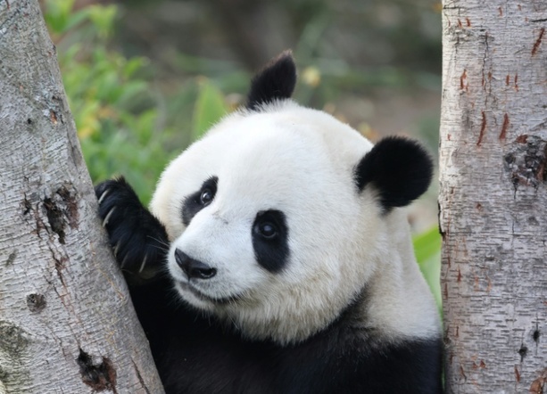 Bild vergr&ouml;&szlig;ern: München bekommt zwei Pandas - Söder: Höhepunkt bayerisch-chinesischer Diplomatie