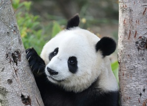 München bekommt zwei Pandas - Söder: Höhepunkt bayerisch-chinesischer Diplomatie