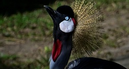 Kronenkranich ist Zootier des Jahres 2026 - Bestand in Wildnis nimmt stark ab