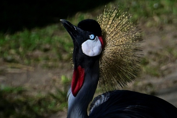 Bild vergr&ouml;&szlig;ern: Kronenkranich ist Zootier des Jahres 2026 - Bestand in Wildnis nimmt stark ab