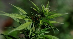 Elf Tonnen Marihuana geschmuggelt: Verdächtiger nach Deutschland ausgeliefert