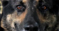 Nordrhein-Westfalen: Polizeihund zieht Einbrecher aus Schrank