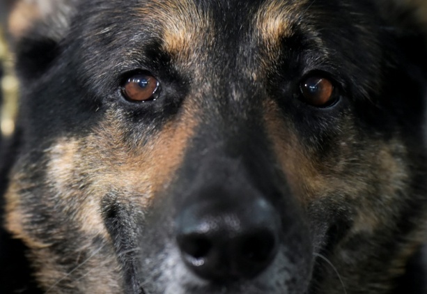 Bild vergr&ouml;&szlig;ern: Nordrhein-Westfalen: Polizeihund zieht Einbrecher aus Schrank