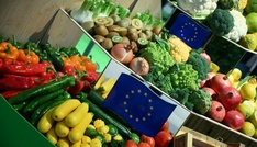 Berliner Tafel sammelt auf Grüner Woche sechs Tonnen Lebensmittel ein