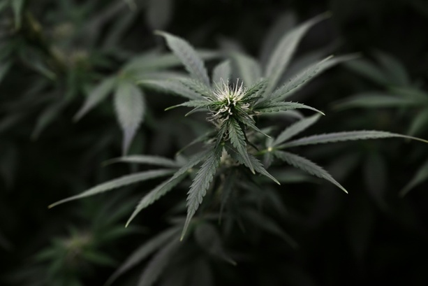 Bild vergr&ouml;&szlig;ern: Internationale Drogentagung: EU-Länder müssen sich an gemeinsamen Standpunkt halten