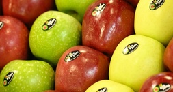 Organisation PAN: Äpfel meist mit mehreren Pestiziden belastet