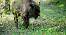 Erneut Wisente aus Berlin in Aserbaidschan ausgewildert