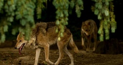 Lob im Bundesrat für Gesetzentwurf zu Wolf-Abschüssen