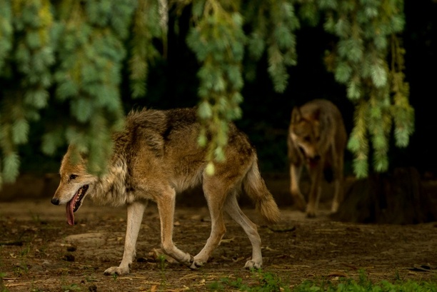 Bild vergr&ouml;&szlig;ern: Lob im Bundesrat für Gesetzentwurf zu Wolf-Abschüssen