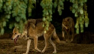 Lob im Bundesrat für Gesetzentwurf zu Wolf-Abschüssen