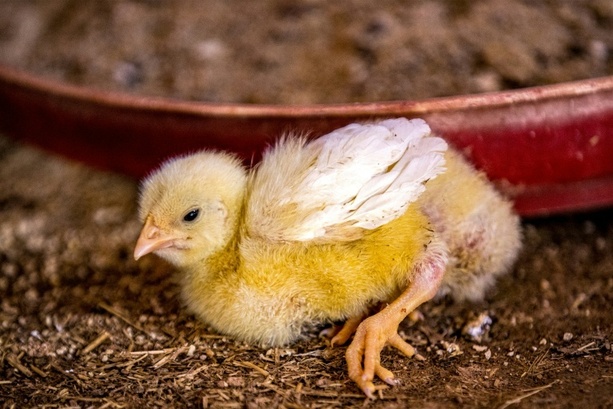 Bild vergr&ouml;&szlig;ern: Rheinland-Pfalz: Bundespolizisten entdecken mehr als eintausend Küken in Auto