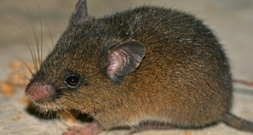 Neue Nagetierart in den peruanischen Anden entdeckt