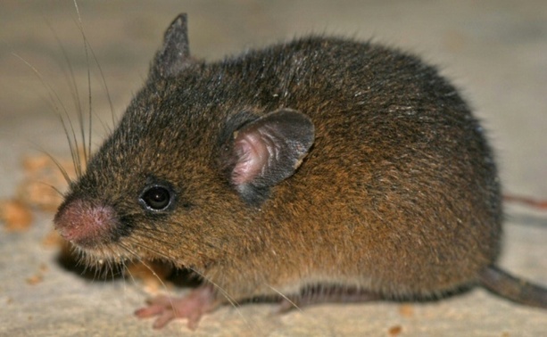 Bild vergr&ouml;&szlig;ern: Neue Nagetierart in den peruanischen Anden entdeckt