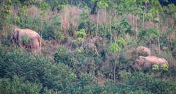 Wilder Elefantenbulle tötet in Nationalpark in Thailand einen Besucher