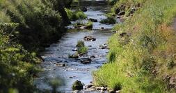 Umweltministerium startet Renaturierungsprogramm für Flussauen