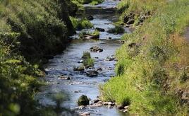Umweltministerium startet Renaturierungsprogramm für Flussauen