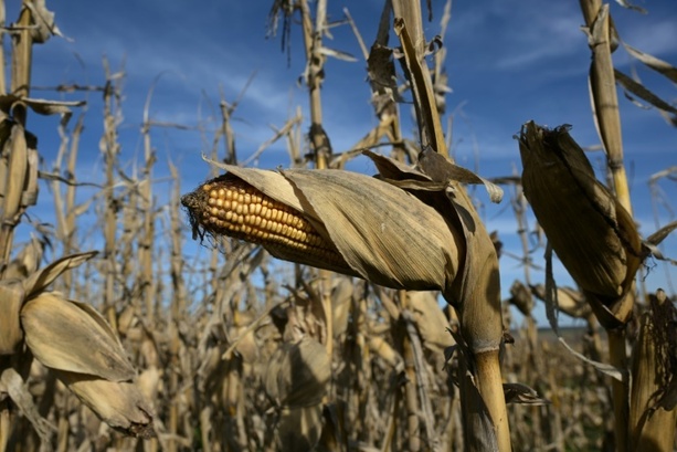 Bild vergr&ouml;&szlig;ern: Gentechnisch veränderter Mais: Anbauverbot in Italien rechtmäßig