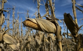 Gentechnisch veränderter Mais: Anbauverbot in Italien rechtmäßig