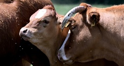 Niedersachsen verbietet künftig Anbindehaltung von Rindern