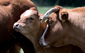 Niedersachsen verbietet künftig Anbindehaltung von Rindern