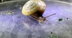 Erfolg für Artenschutz: Vom Aussterben bedrohte Schnecke wieder in Bermuda angesiedelt