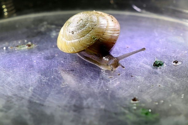 Bild vergr&ouml;&szlig;ern: Erfolg für Artenschutz: Vom Aussterben bedrohte Schnecke wieder in Bermuda angesiedelt