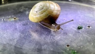 Erfolg für Artenschutz: Vom Aussterben bedrohte Schnecke wieder in Bermuda angesiedelt
