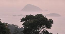 IPBES: Unternehmen gefährden durch Naturzerstörung eigene Zukunft