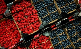 Günstige Witterungsbedingungen: Rekord-Beerenernte in Deutschland