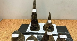 Rhinozeros-Hörner in Fleisch eingewickelt geschmuggelt: Festnahme am Airport Bangkok
