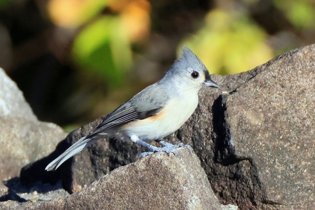 Bild vergr&ouml;&szlig;ern: Studie: Lärm schadet Vögeln weltweit und stört beim Brüten