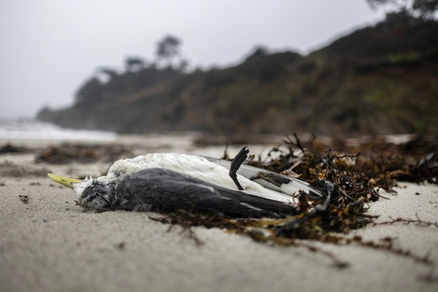Bild vergr&ouml;&szlig;ern: Mehrere hundert Seevögel tot an französischer Atlantikküste gefunden