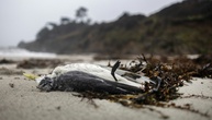 Mehrere hundert Seevögel tot an französischer Atlantikküste gefunden