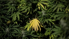 BGH verhandelt über Werbung für medizinisches Cannabis auf Rezept