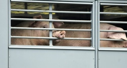 Fleischproduktion in Deutschland konstant