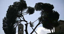 Riesige Pinienbäume in der Nähe des Kolosseums in Rom gefällt