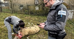 Frankreich will Abschuss von Wölfen erleichtern