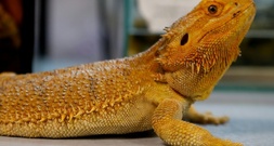 Echsen in Popcorntüten verschickt: acht Jahre Haft für Mann in Australien