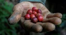 Studie: Hitze durch Klimawandel bedroht Kaffeeernten - und treibt die Preise