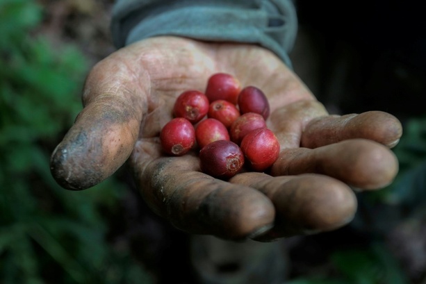 Bild vergr&ouml;&szlig;ern: Studie: Hitze durch Klimawandel bedroht Kaffeeernten - und treibt die Preise