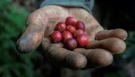 Studie: Hitze durch Klimawandel bedroht Kaffeeernten - und treibt die Preise