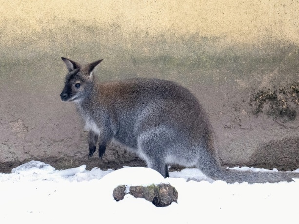 Bild vergr&ouml;&szlig;ern: Entlaufene Kängurus sorgen in Rheinland-Pfalz für Polizeieinsatz